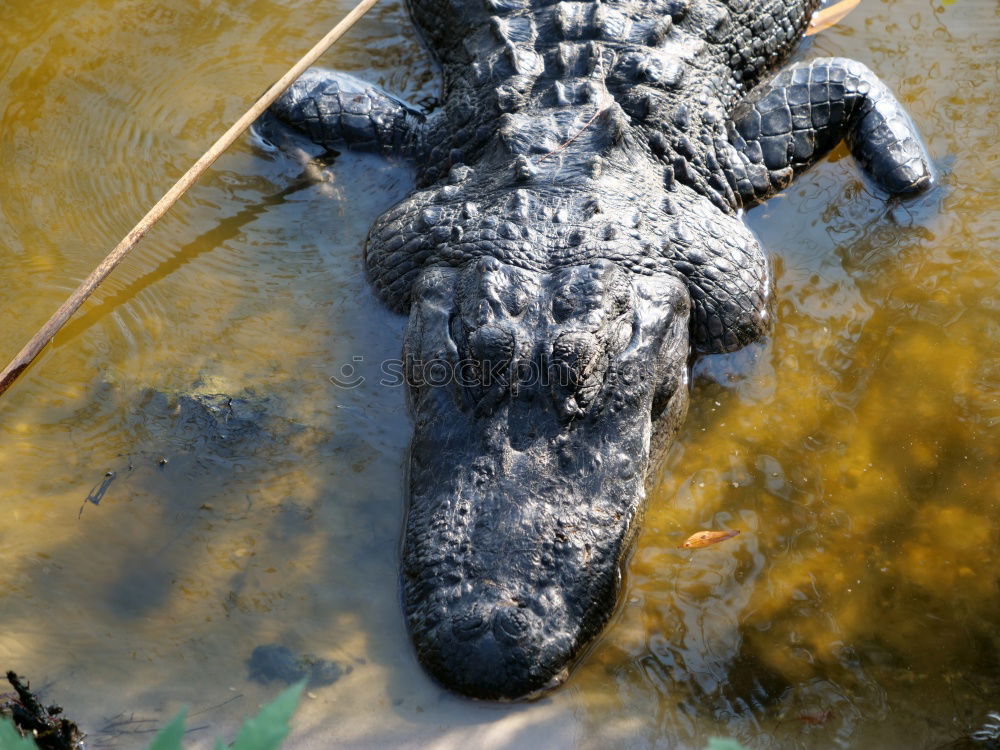 Similar – Image, Stock Photo It’s fun Propagation Pond