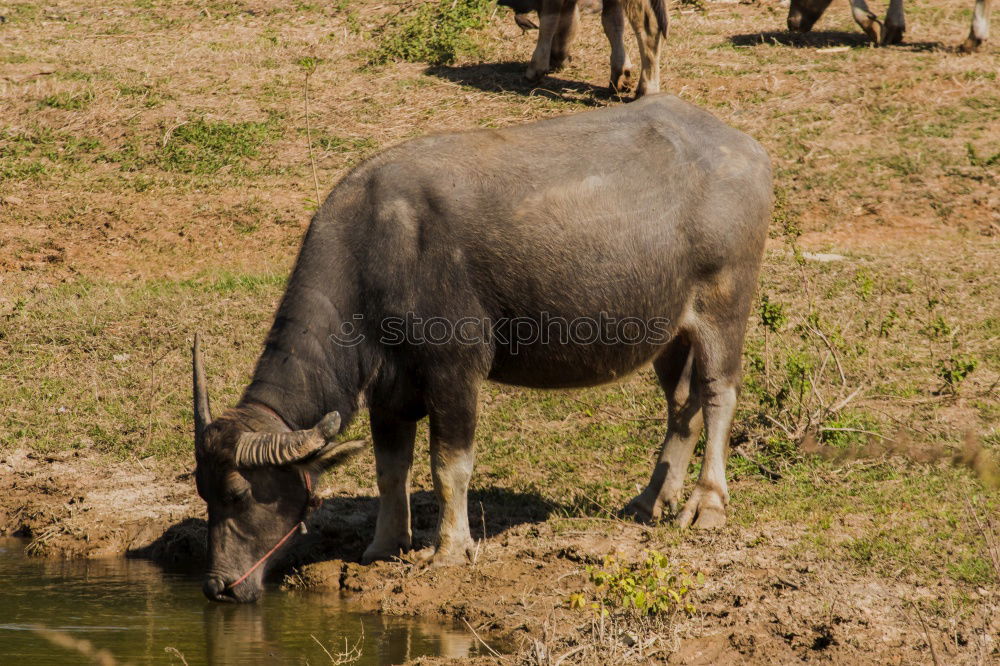 Similar – The donkey looks sleepy and bored and doesn’t let himself be put off so quickly.