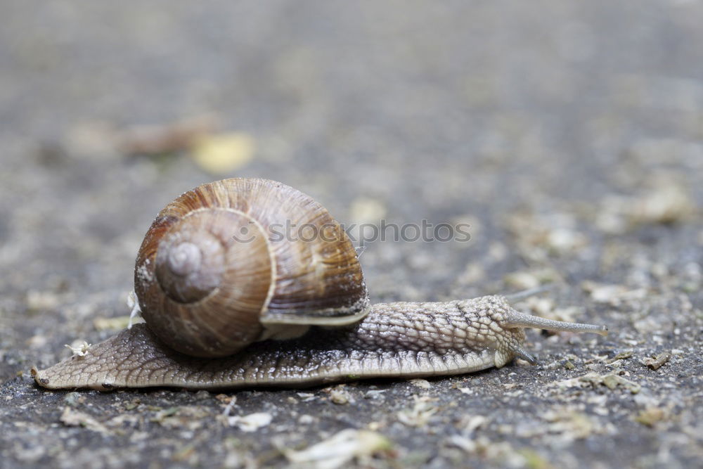 Similar – Snail shell in moss