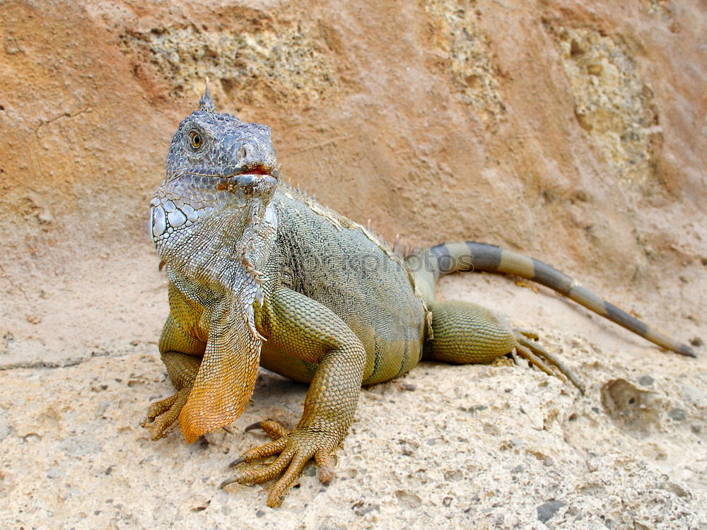 Similar – Image, Stock Photo Settler agame on a rock with head stretched up