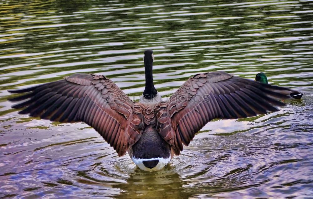 Similar – Ente Schnabel Tier Vogel