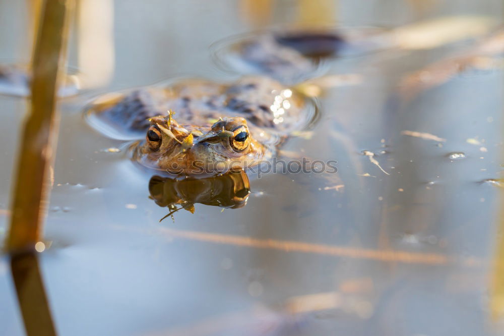 Similar – Prince? Animal Frog Brown