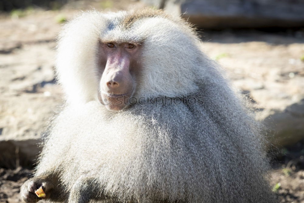 Similar – Image, Stock Photo Thoughtful Safari Summer