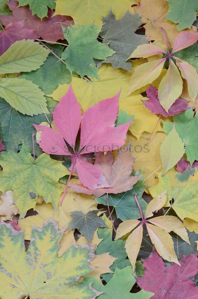 Similar – Image, Stock Photo autumnal greetings with envelope, leaves and fruits