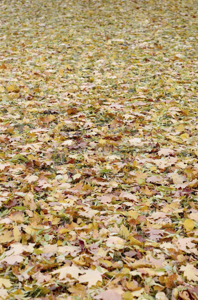 Similar – Image, Stock Photo yellow foliage Footwear