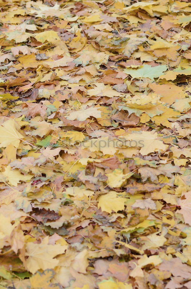 Image, Stock Photo yellow foliage Footwear