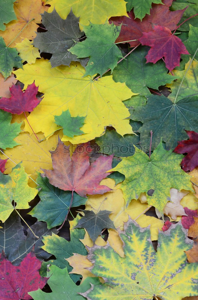 Similar – Autumn leaf on sidewalk