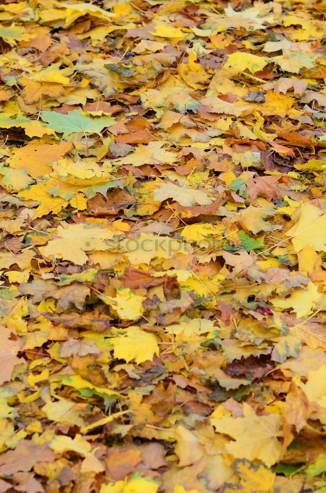 Similar – Gelber Herbst Baum Blatt