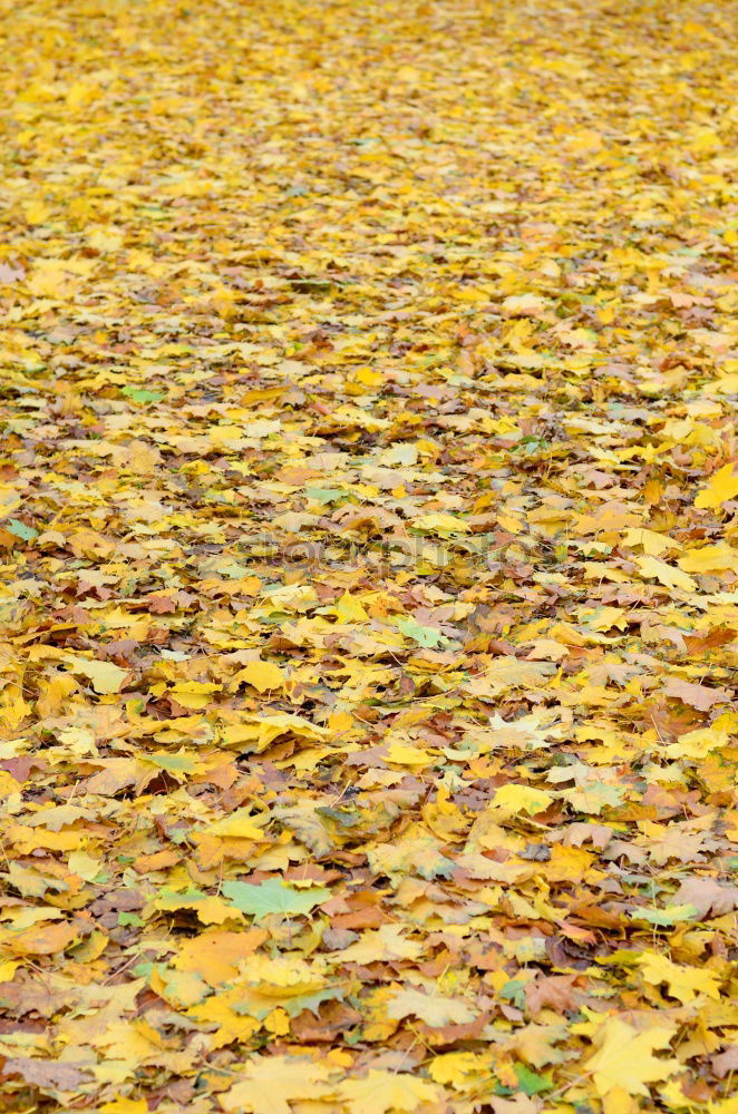 Similar – Gelber Herbst Baum Blatt