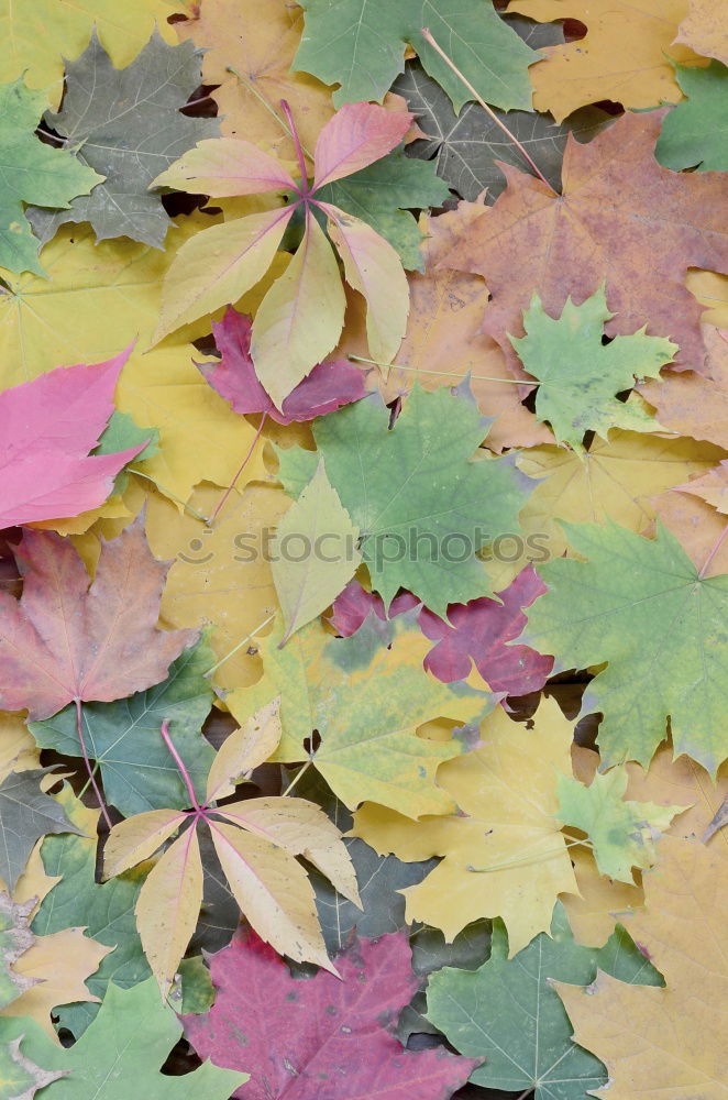 Similar – Image, Stock Photo yellow foliage Footwear