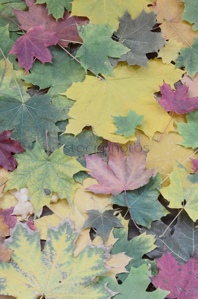 Similar – Image, Stock Photo yellow foliage Footwear