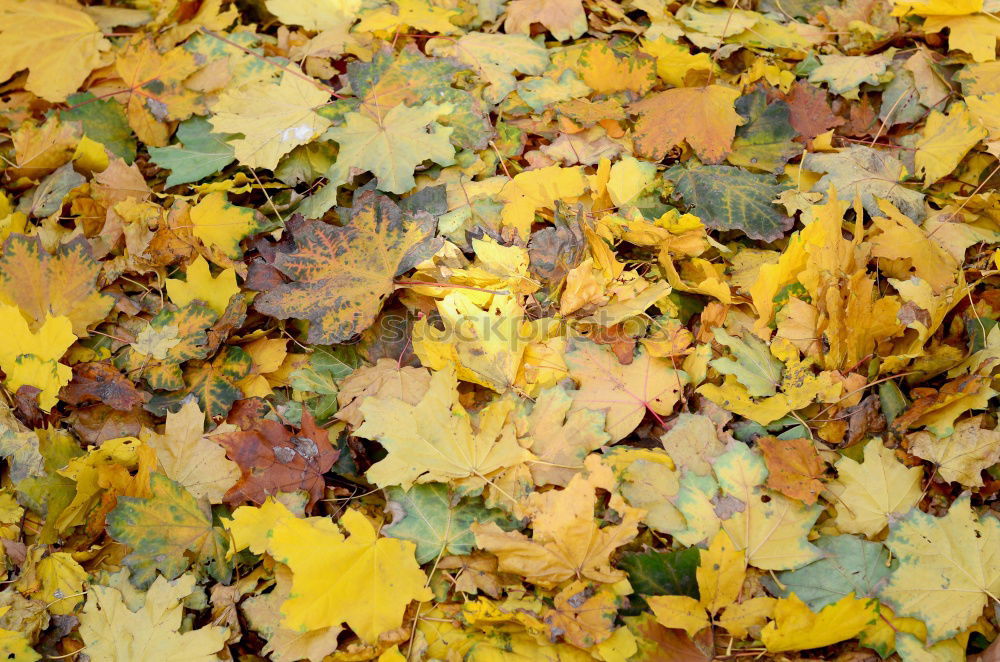 Similar – Image, Stock Photo Autumn coloured foliage on the ground