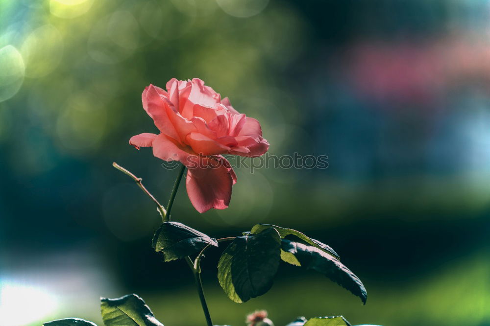 Similar – Image, Stock Photo red blossom decorative bouquet of flowers