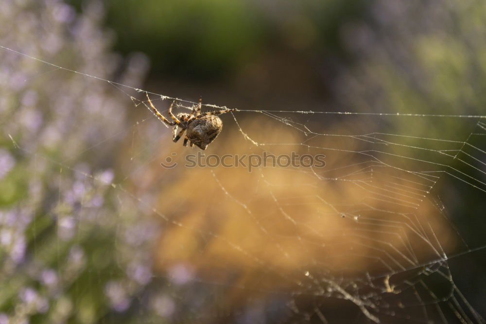 Similar – Fly, Beetle, fly Animal