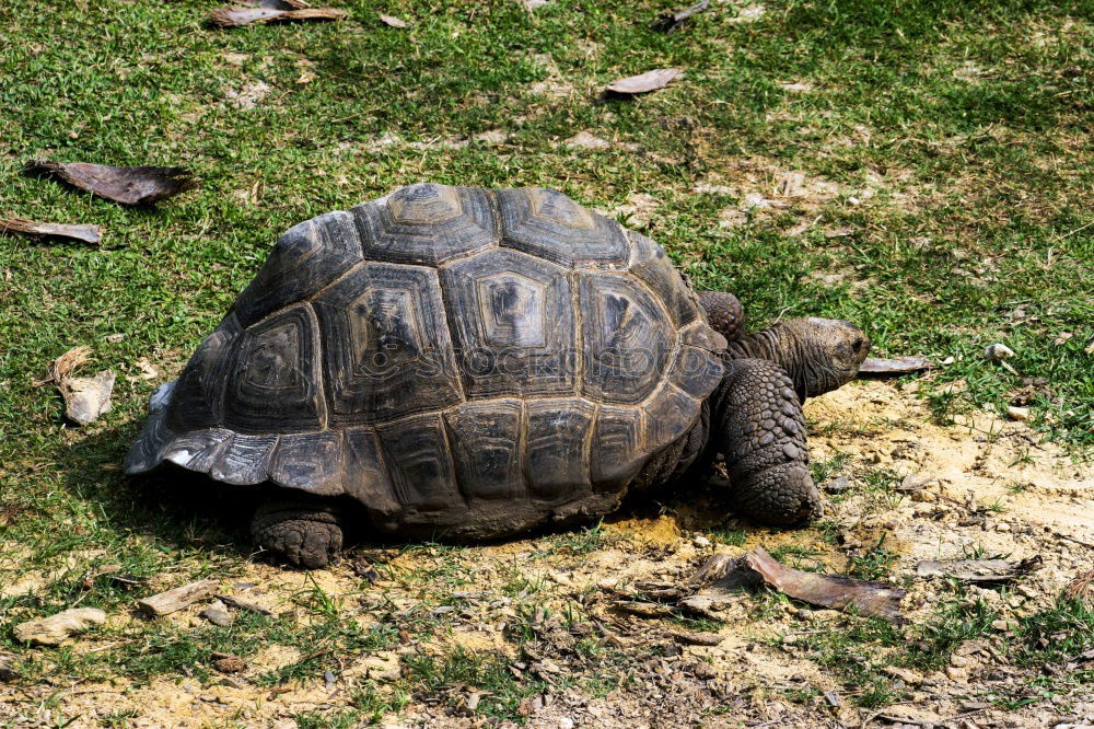 Similar – Schildkröte groß