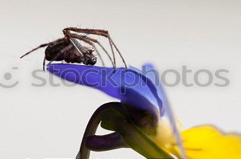 Image, Stock Photo Spring on approach