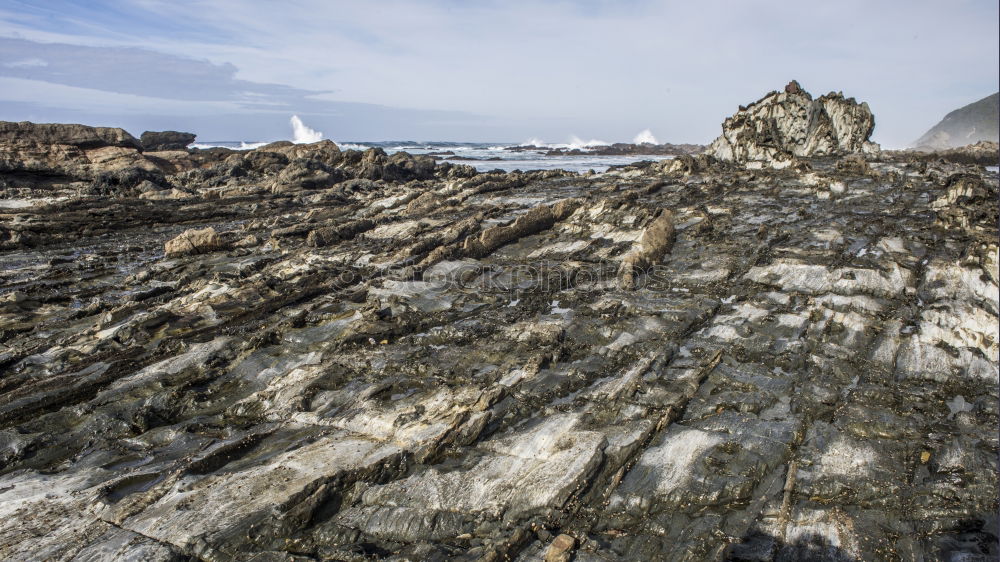 Similar – Arctic penguins in Wild Nature Landscape