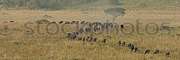 Similar – Image, Stock Photo Aerial Drone View Of Sheep Herd Feeding On Grass