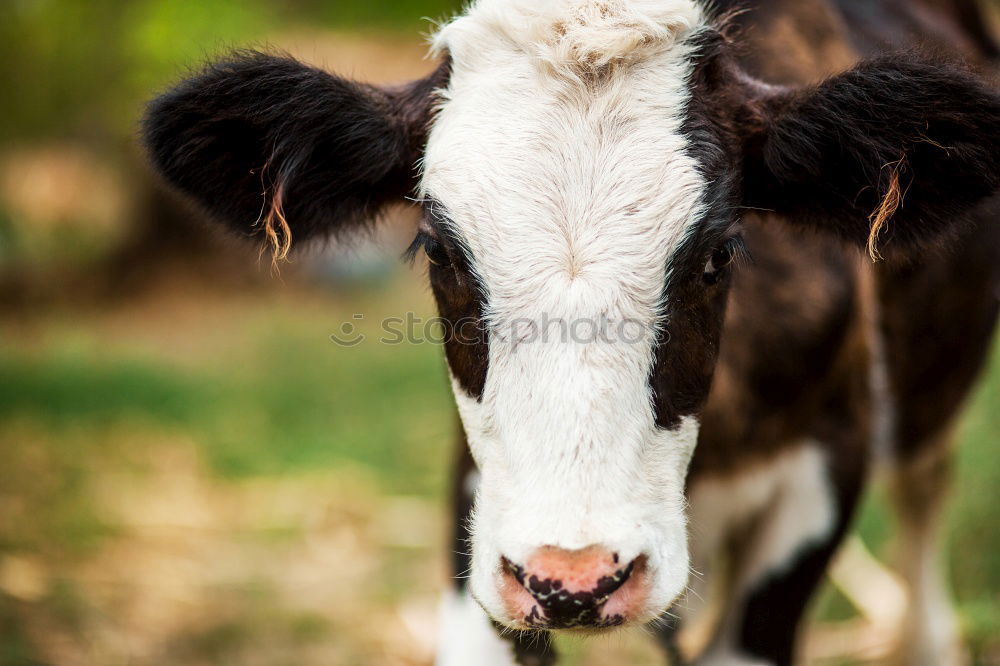 Similar – Calf with cow Farm animal