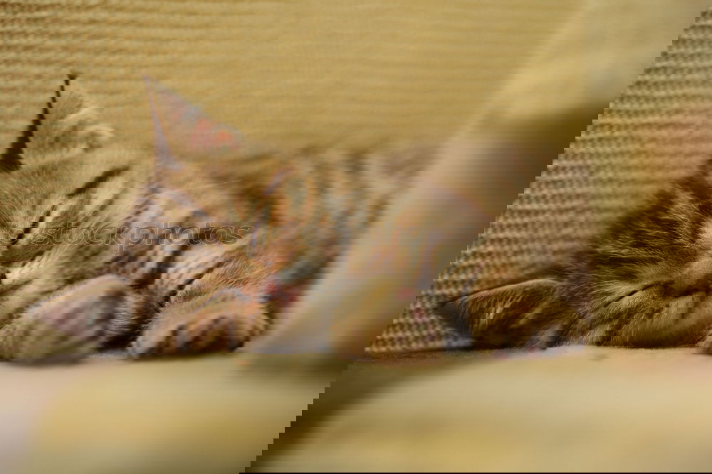 Similar – Image, Stock Photo Come on, scratch me!