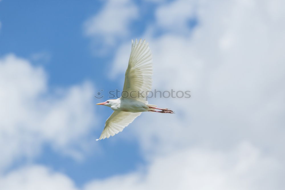 Similar – hang around Vogel Horst