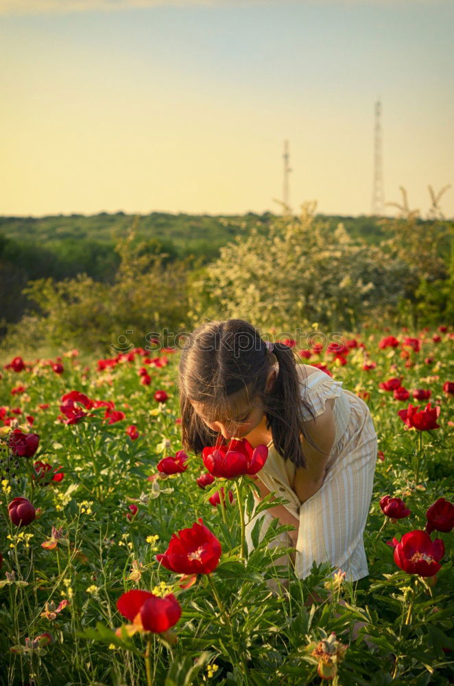 Similar – In the poppy field