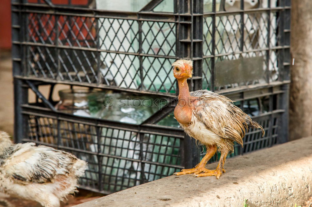 Similar – Image, Stock Photo The Soup Chicken