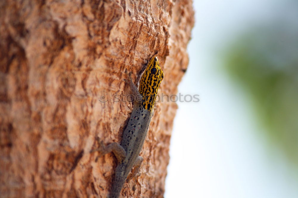 Similar – Foto Bild nature rules Baum