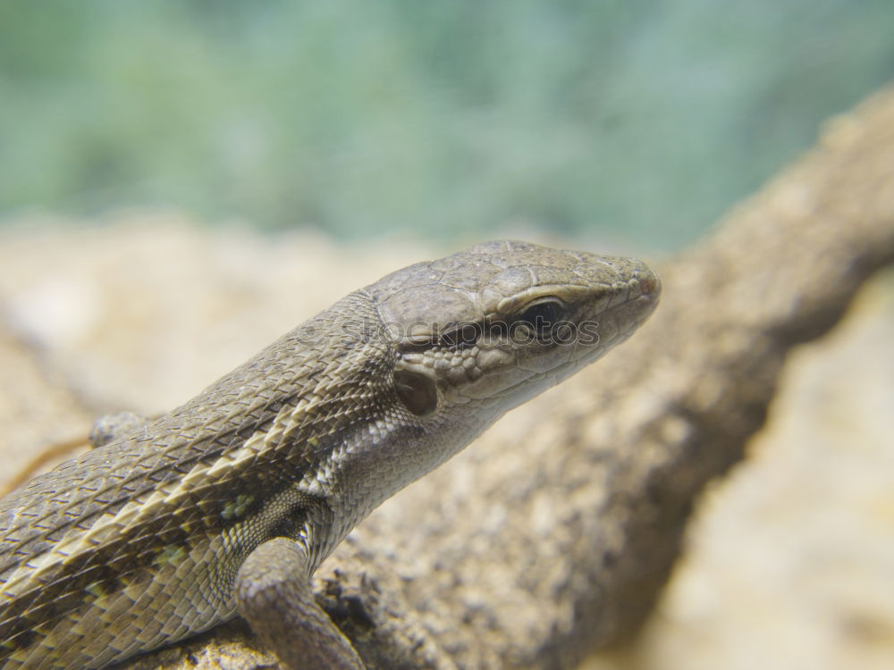 Similar – male meadow viper basking on ground