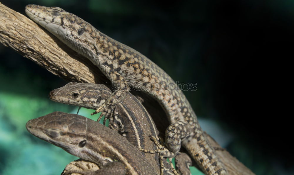 Similar – Image, Stock Photo lizard mink Saurians