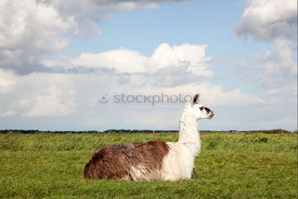 Similar – This little llama in the ruins of Machu Picchu