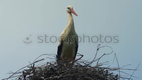 Similar – Image, Stock Photo in joyful anticipation…