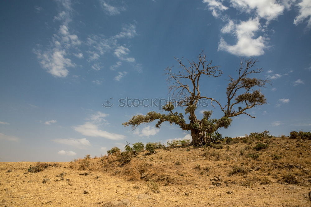 Similar – twisted tree Tree Branch