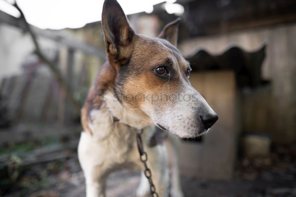 Similar – Image, Stock Photo puppy Pet Dog Puppy 1