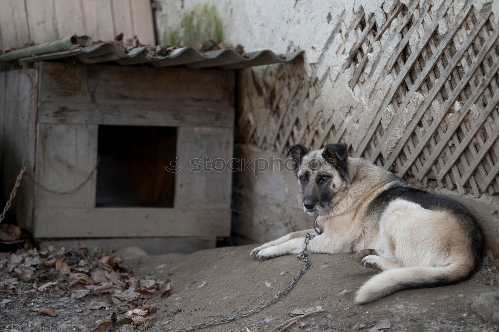 Similar – Foto Bild El Alto / Bolivien Hund