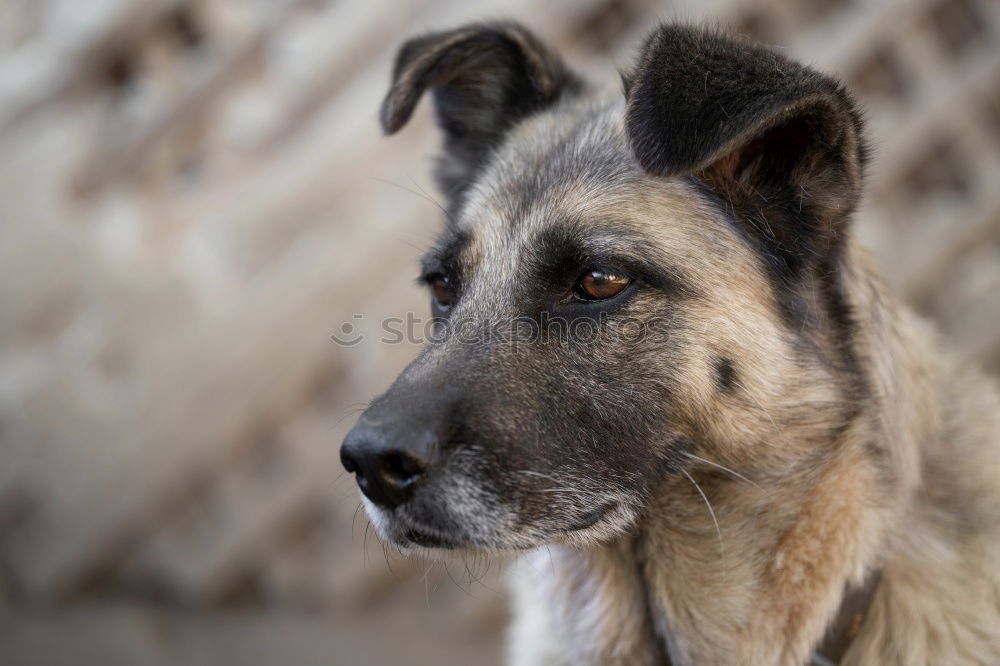 Similar – Funny dog on beach Dog