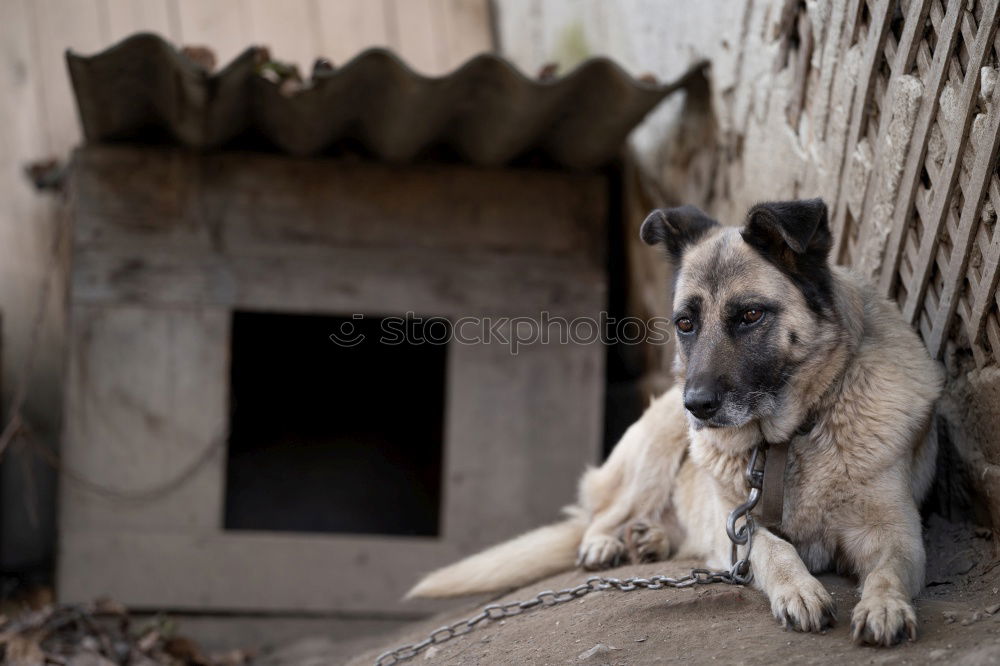 Similar – Foto Bild CO-ABHÄNGIGKEIT Hund Theke