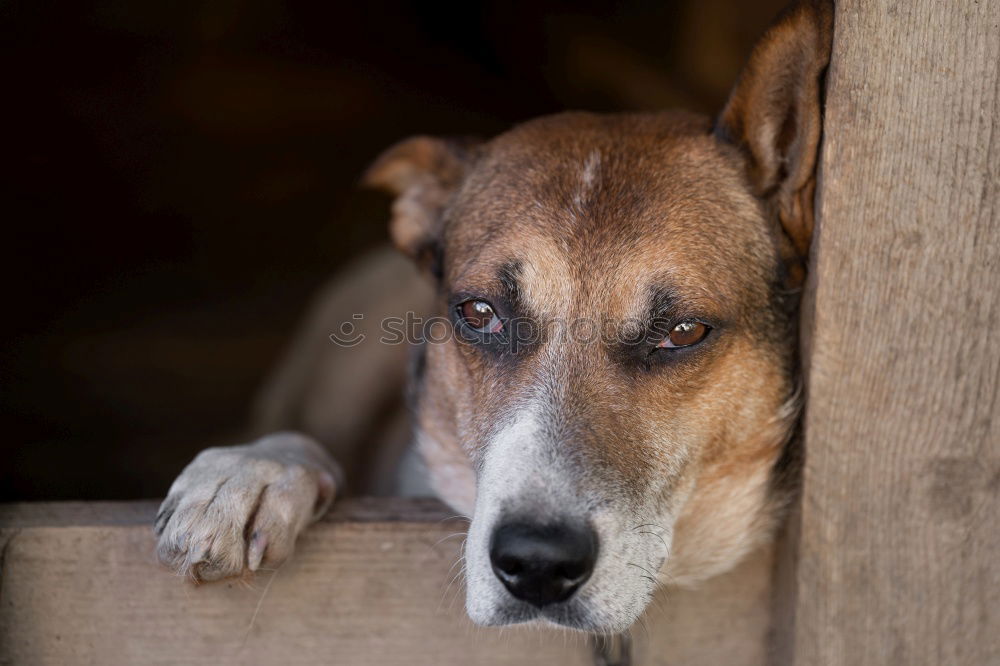 Similar – Image, Stock Photo Dog looks out of a car