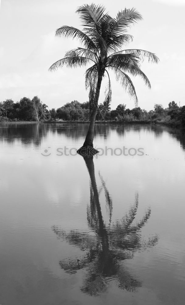 Similar – TREE Nature Sky Singapore