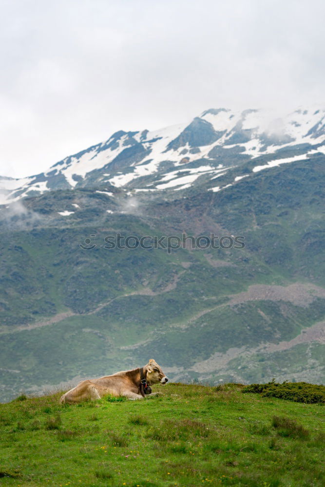 Similar – Huancayo Mountain Nature