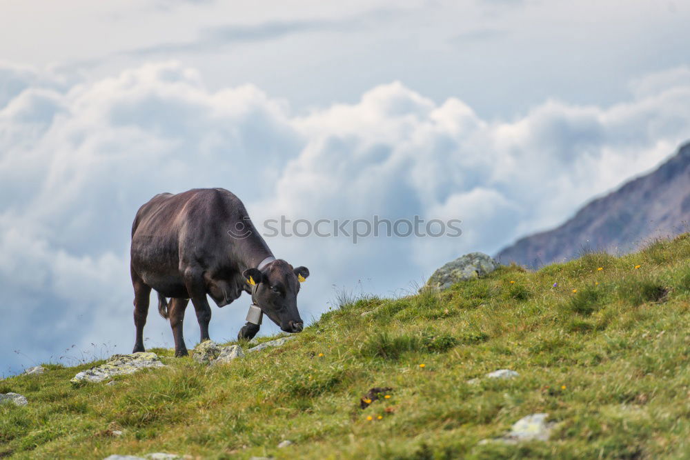 Similar – Image, Stock Photo End time mood in the Dolomites