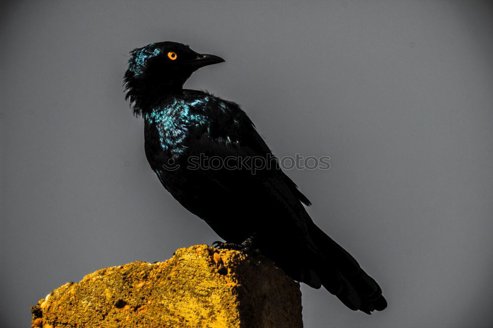 Similar – Image, Stock Photo Green Starling Nature