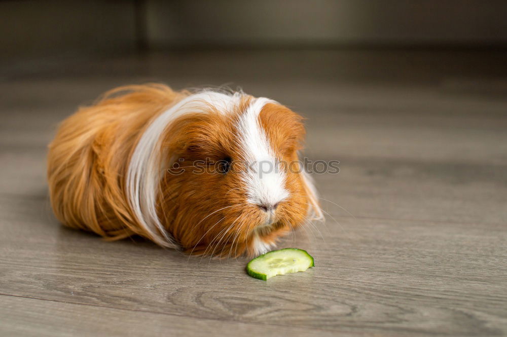 Similar – Image, Stock Photo Small dog with cucumber slices on his face