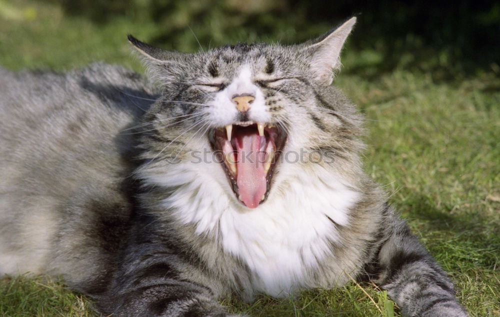 Similar – Image, Stock Photo tired hangover Garden Pet
