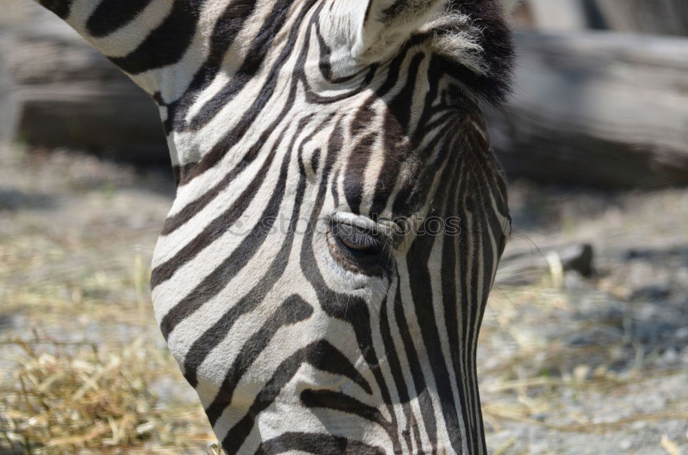 Similar – Strips Zebra Zoo Streifen