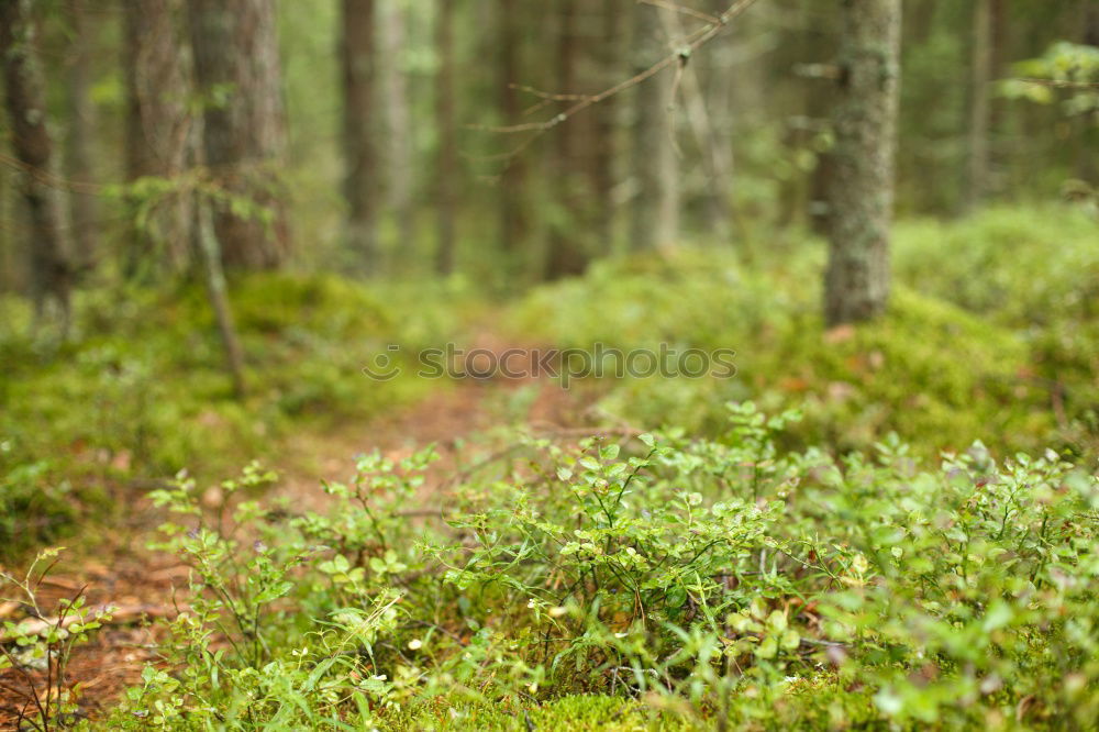 Similar – Auf dem Holzweg Ausflug