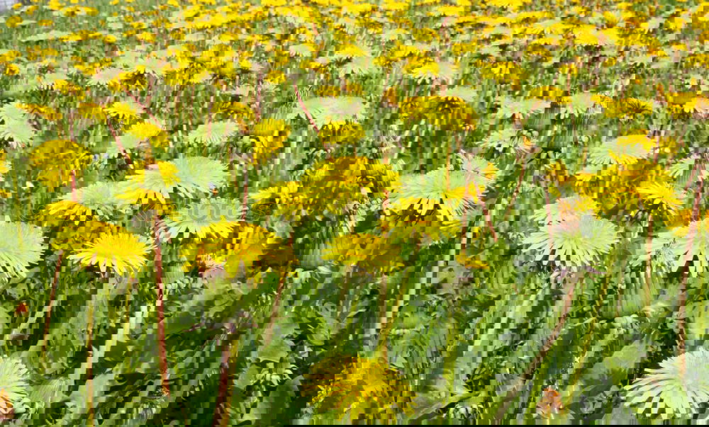 Similar – Foto Bild …alles hat seine zeit