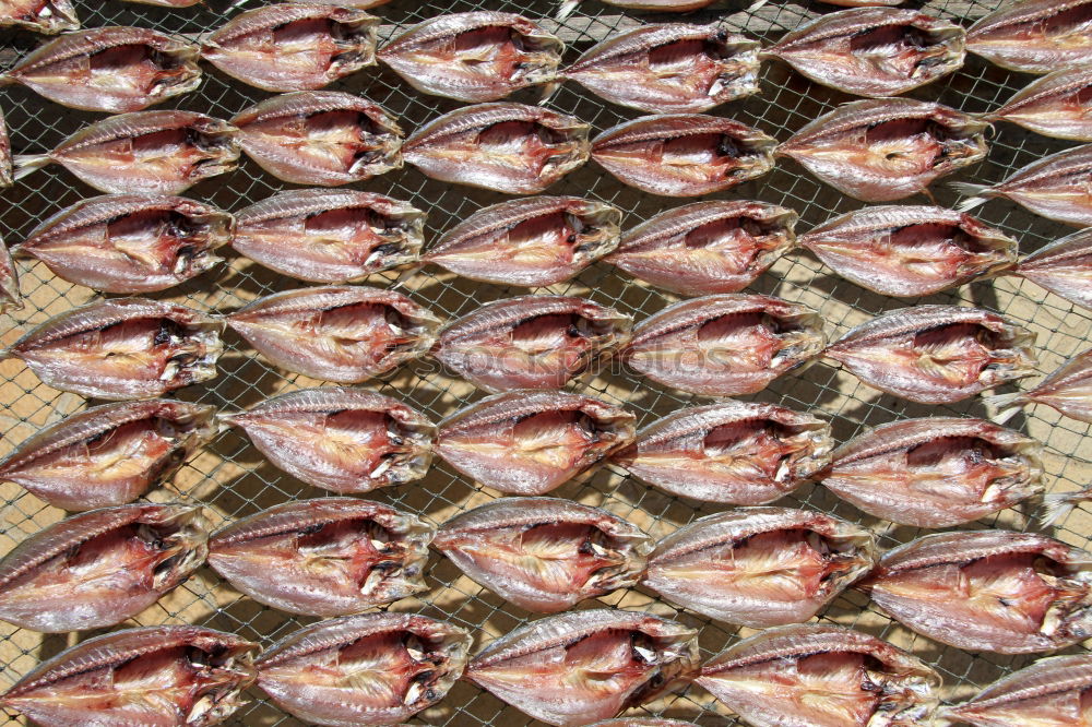 Similar – fish pile Animal