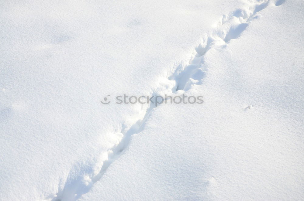 Similar – Vorwärts im Schnee Hund