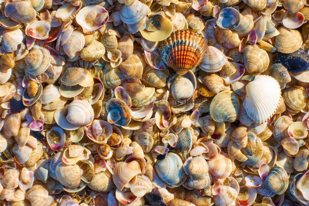 Similar – shell Mussel Many Brown